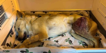 Ayağında parçalı kırık oluşan köpek 2 saatlik ameliyatla eski sağlığına kavuştu