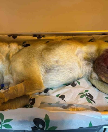 Ayağında parçalı kırık oluşan köpek 2 saatlik ameliyatla eski sağlığına kavuştu
