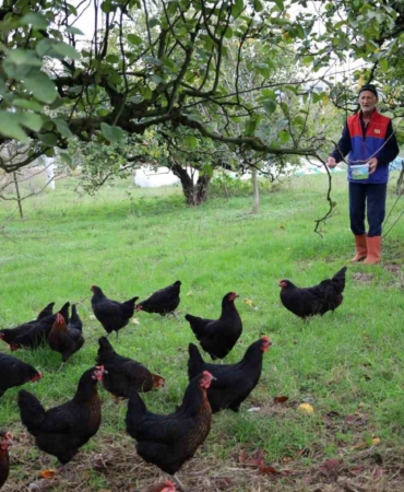 Kocaeli’de kırsal kalkınmaya "kanatlı" destek