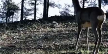 Tekirdağ’da tek boynuzlu karaca görüldü