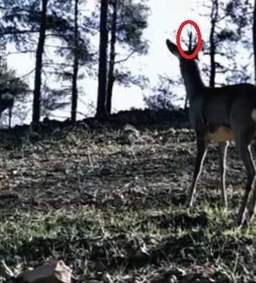 Tekirdağ’da tek boynuzlu karaca görüldü