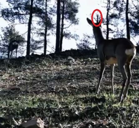 Tekirdağ’da tek boynuzlu karaca görüldü