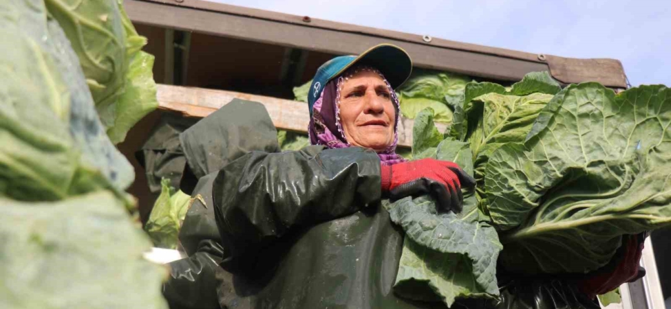 Hasadın yükünü kadınlar taşıyor: Yağmur, çamur demeden bin bir zorluklarla çalışıyorlar