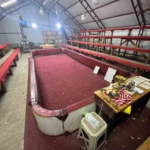 Sakarya’da horoz dövüşü operasyonu