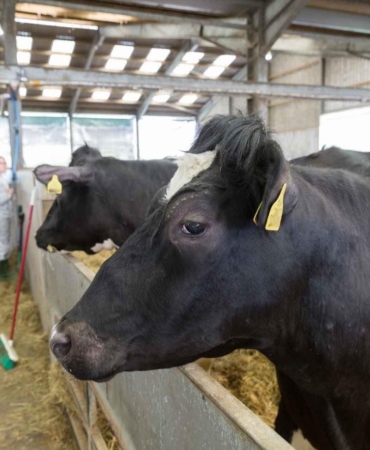 Uzmanlar şap hastalığına karşı alınması gereken önlemleri anlattı