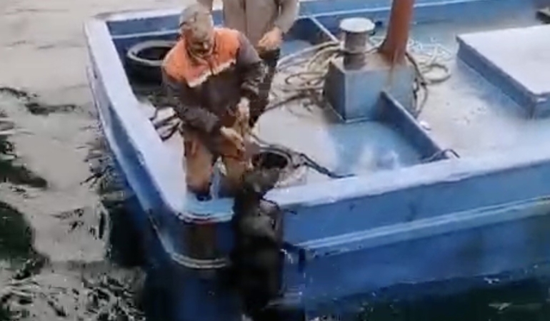 Lapseki’de iskelede denize düşerek sürüklenen köpeğin yardımına balıkçılar yetişti