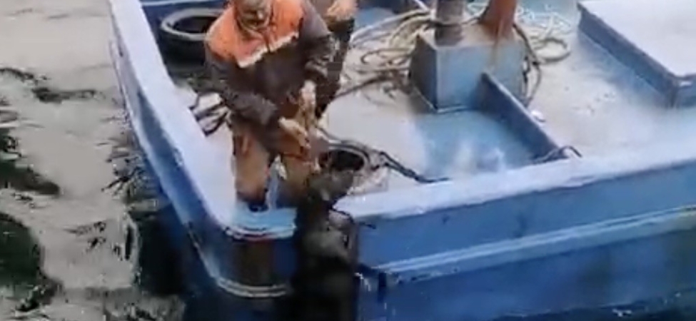 Lapseki’de iskelede denize düşerek sürüklenen köpeğin yardımına balıkçılar yetişti