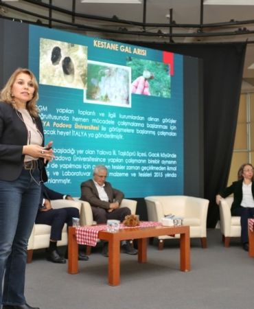 Kestane Büyükşehir’le filizleniyor