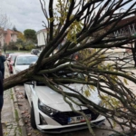 Bursa’da devrilen ağaç korku dolu anlar yaşattı