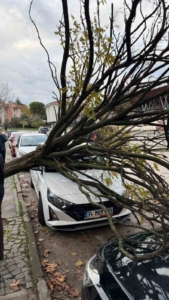 Bursa’da devrilen ağaç korku dolu anlar yaşattı