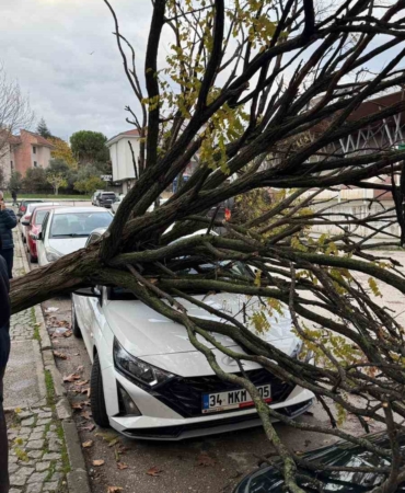 Bursa’da devrilen ağaç korku dolu anlar yaşattı
