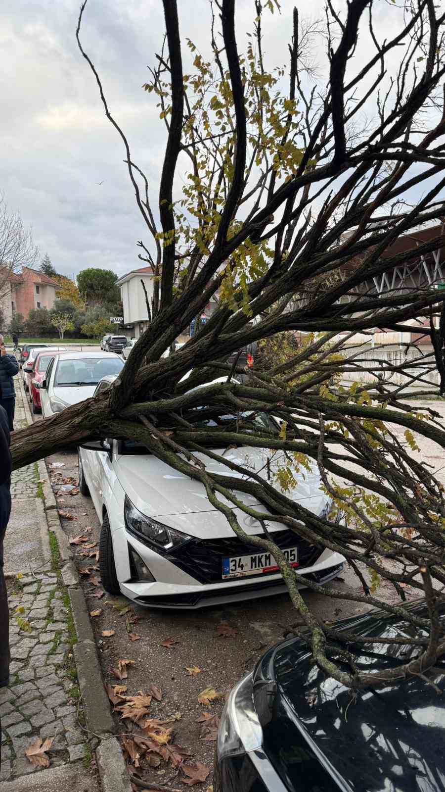 Bursa’da devrilen ağaç korku dolu anlar yaşattı