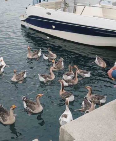 Şarköy’ün maskotu ’Vakvaklar’