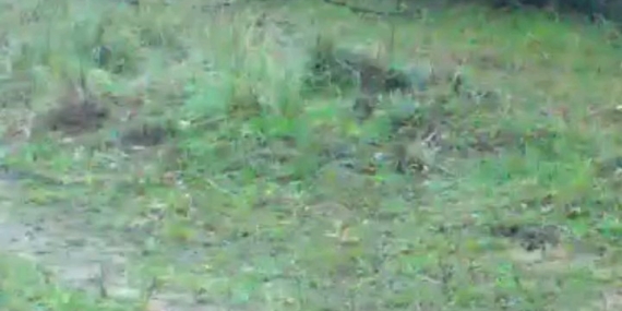 Fotokapanına takılan iki tavşan gülümsetti