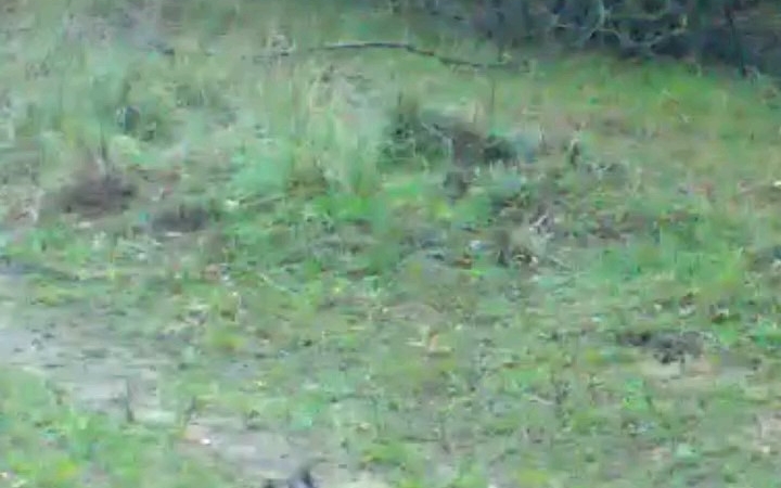 Fotokapanına takılan iki tavşan gülümsetti