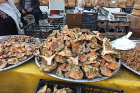 Balıkesir’de yağmur yağdı, mantar fışkırdı