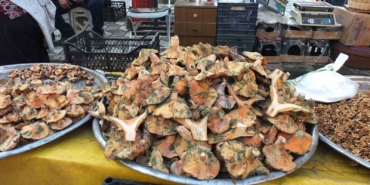 Balıkesir’de yağmur yağdı, mantar fışkırdı