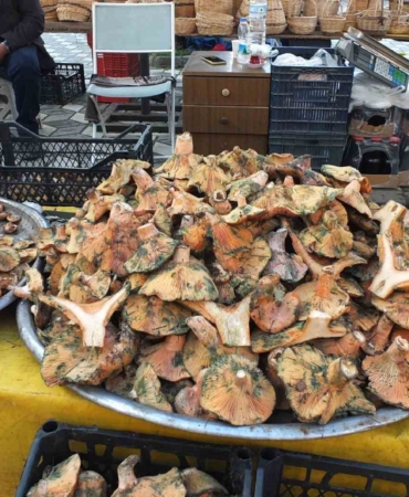 Balıkesir’de yağmur yağdı, mantar fışkırdı