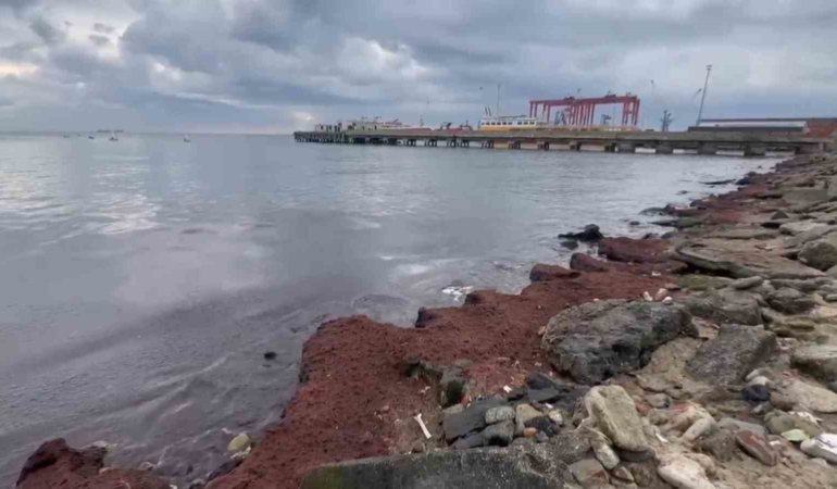 Tekirdağ’da kuvvetli rüzgar sahili kırmızı yosunla kapladı