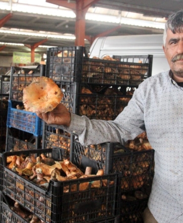 Bayramiç’te kanlıca mantarı köylünün gelir kapısı oldu
