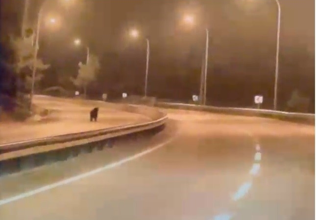 Bilecik’te ayı ana yola indi