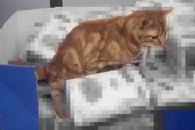 Sultangazi’de bir zincir markette mide bulandıran anlar: Kedi un paketlerinin üzerine tuvaletini yaptı