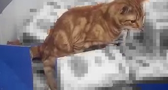 Sultangazi’de bir zincir markette mide bulandıran anlar: Kedi un paketlerinin üzerine tuvaletini yaptı