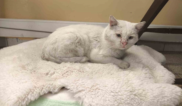 Okul, sokak kedisinin yuvası oldu