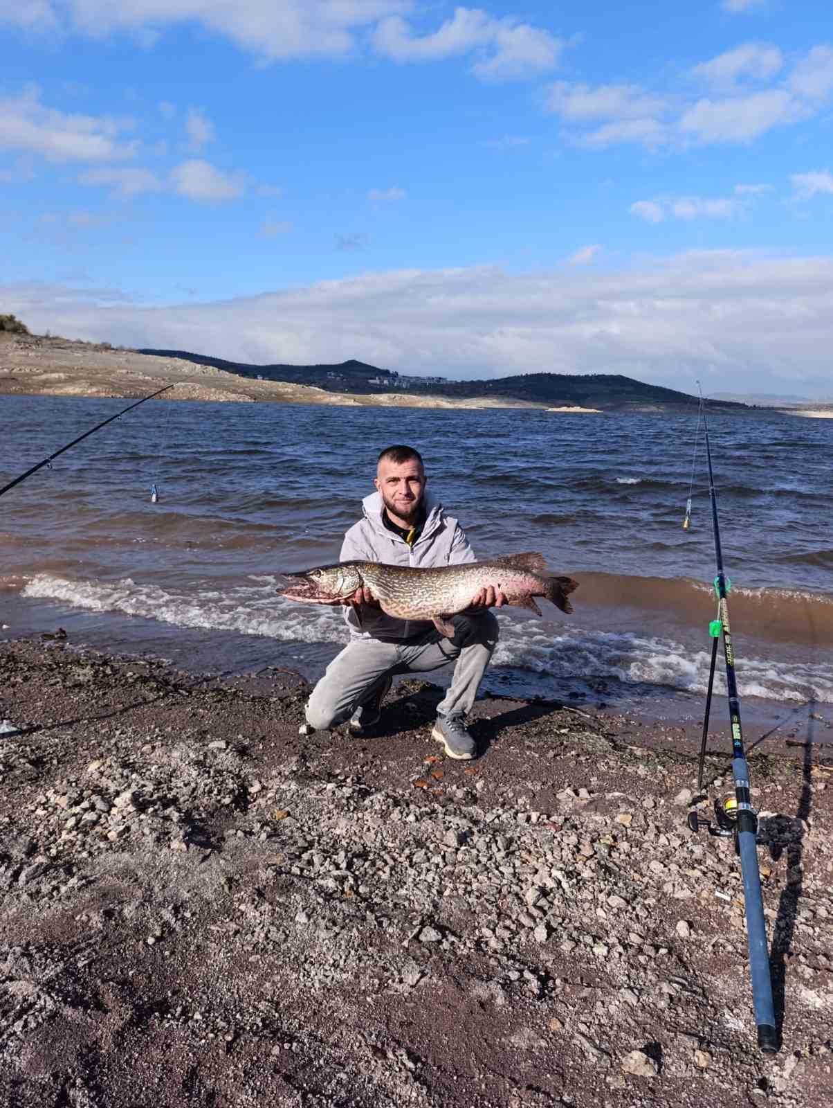 (Düzeltme) Sındırgı’da dev turna balığı yakalandı