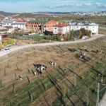 572 fidanlı koruluk Akhisan’a nefes olacak