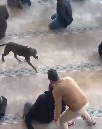 Camiye giren pitbull yakalandı, sahibine işlem yapıldı