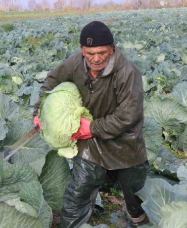 Turşuların başrol oyuncusu lahananın hasadına devam ediliyor