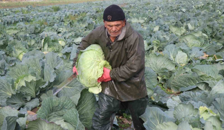 Turşuların başrol oyuncusu lahananın hasadına devam ediliyor