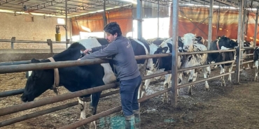 Tekirdağ’da şap aşısı çalışmaları aralıksız sürüyor