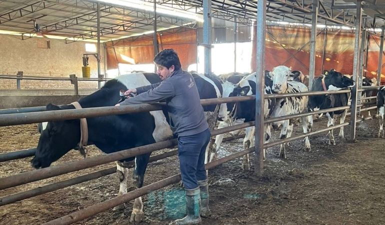 Tekirdağ’da şap aşısı çalışmaları aralıksız sürüyor