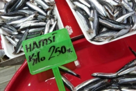 Hamsi bolluğu av baskısı oluşturdu: Şok tesislerinde, taşıyıcı kamyonlarda yer kalmadı