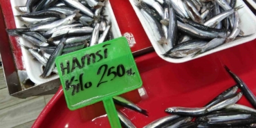 Hamsi bolluğu av baskısı oluşturdu: Şok tesislerinde, taşıyıcı kamyonlarda yer kalmadı