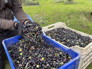Orta Sakarya Vadisi’ndeki mikroklima etkisine sahip Osmaneli’nde zeytinler hasat sona erdi