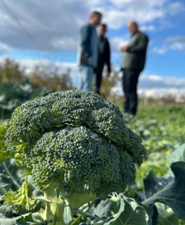 Fiyatı tarlada 10 liraya inen brokoli pazarda 70 liraya satılıyor