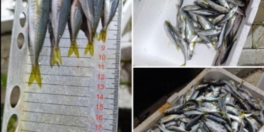 Küçük boyda avlanan balıklara el konuldu