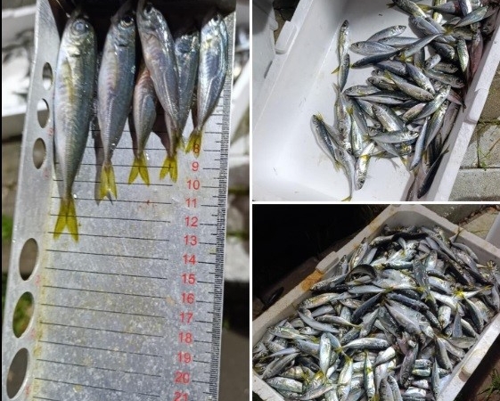 Küçük boyda avlanan balıklara el konuldu