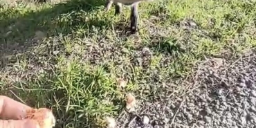 Tarihi Alan’da insanlara alışan tilki bölgenin maskotu oldu