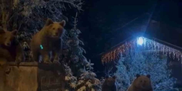 Kış uykusuna yatmayan ayılar böyle görüntülendi