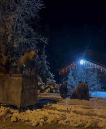 Kış uykusuna yatmayan ayılar böyle görüntülendi