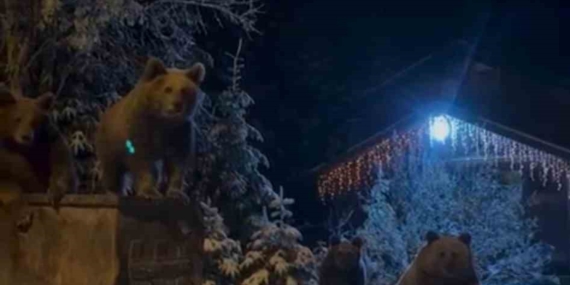 Kış uykusuna yatmayan ayılar böyle görüntülendi