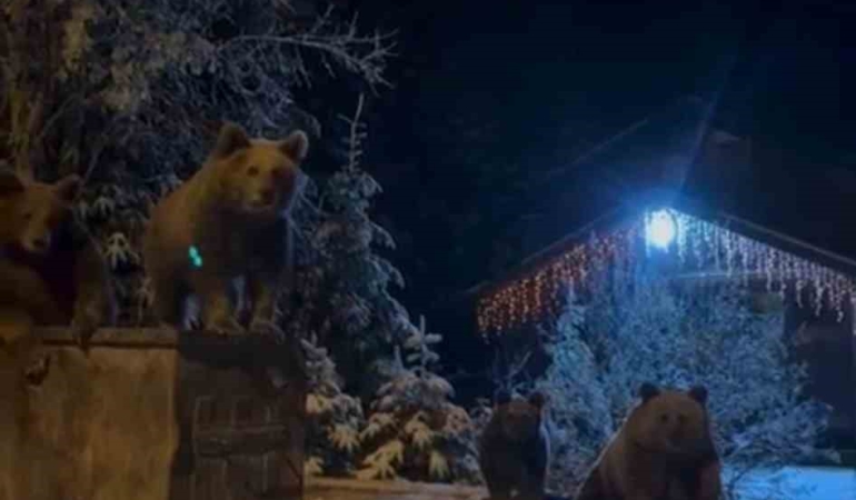 Kış uykusuna yatmayan ayılar böyle görüntülendi