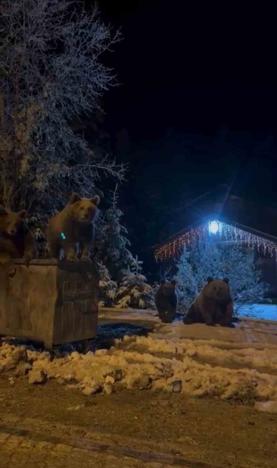Kış uykusuna yatmayan ayılar böyle görüntülendi