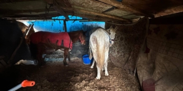 Sakarya’da otoyol kenarındaki kemikler jandarmayı at kasaplarına götürdü