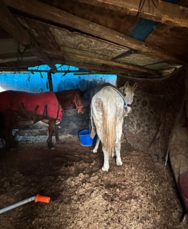 Sakarya’da otoyol kenarındaki kemikler jandarmayı at kasaplarına götürdü
