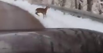 Beyaz örtü üzerinde tatlı karşılaşma: Karaca yola indi